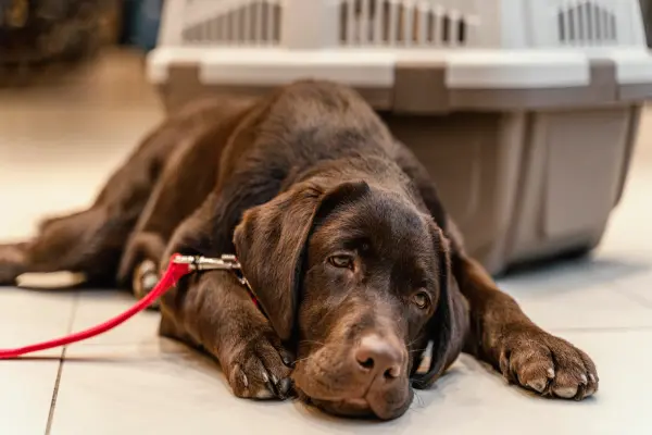 Cão doente com raiva canina